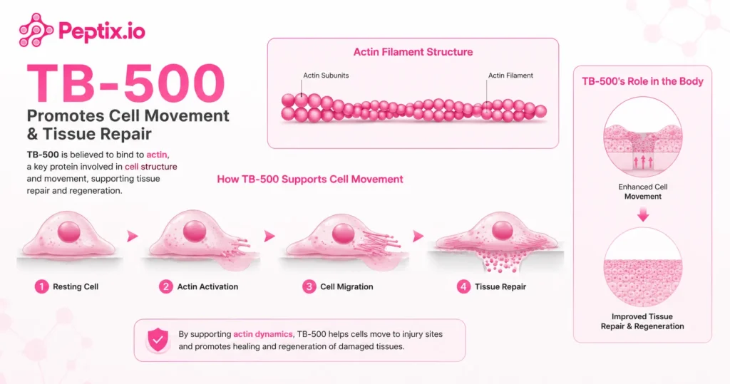 TB-500 10MG Benefits: How This Research Peptide May Support Recovery and Healing